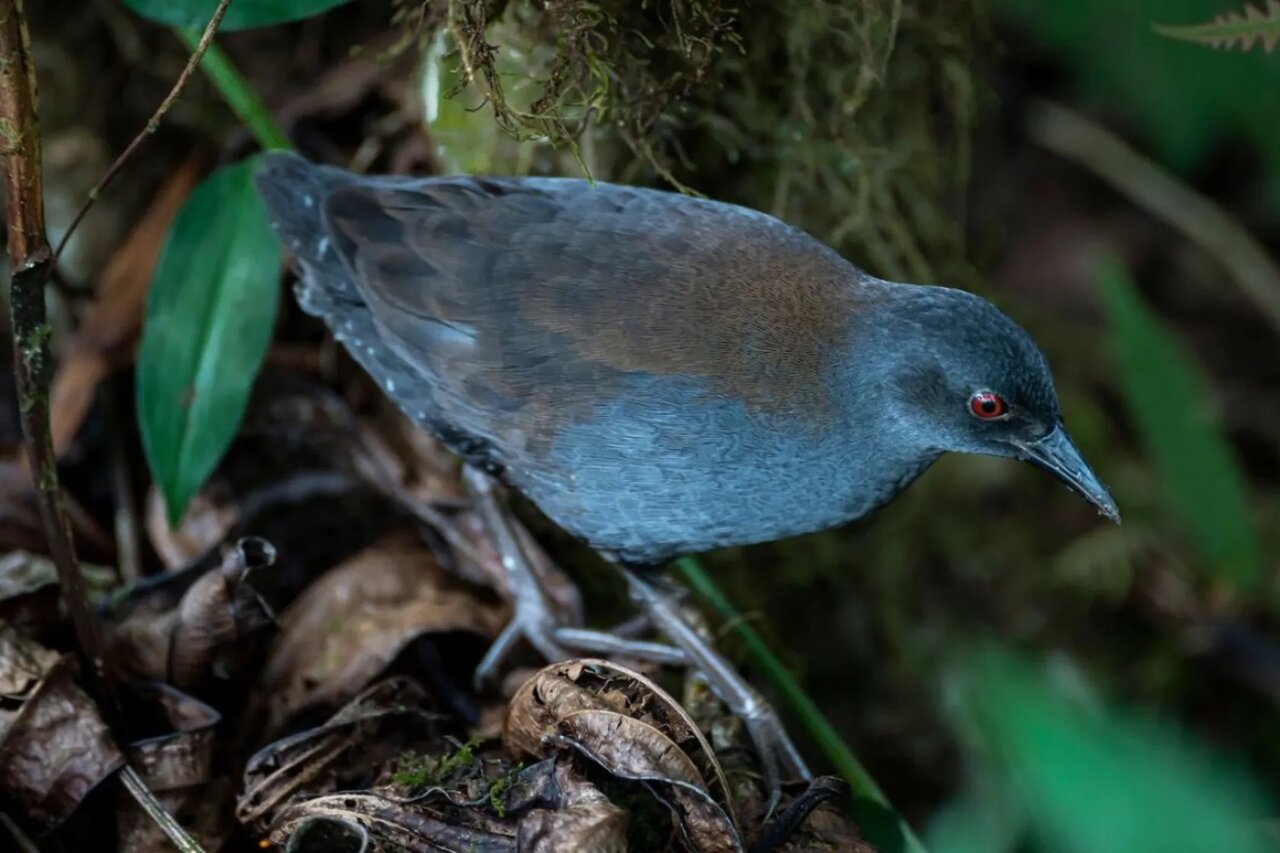 پرنده گمشده پس از ۲۰۰ سال به گالاپاگوس برگشت