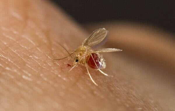 ابتلای ۴۸۰۰ نفر به این بیماری در سال جاری